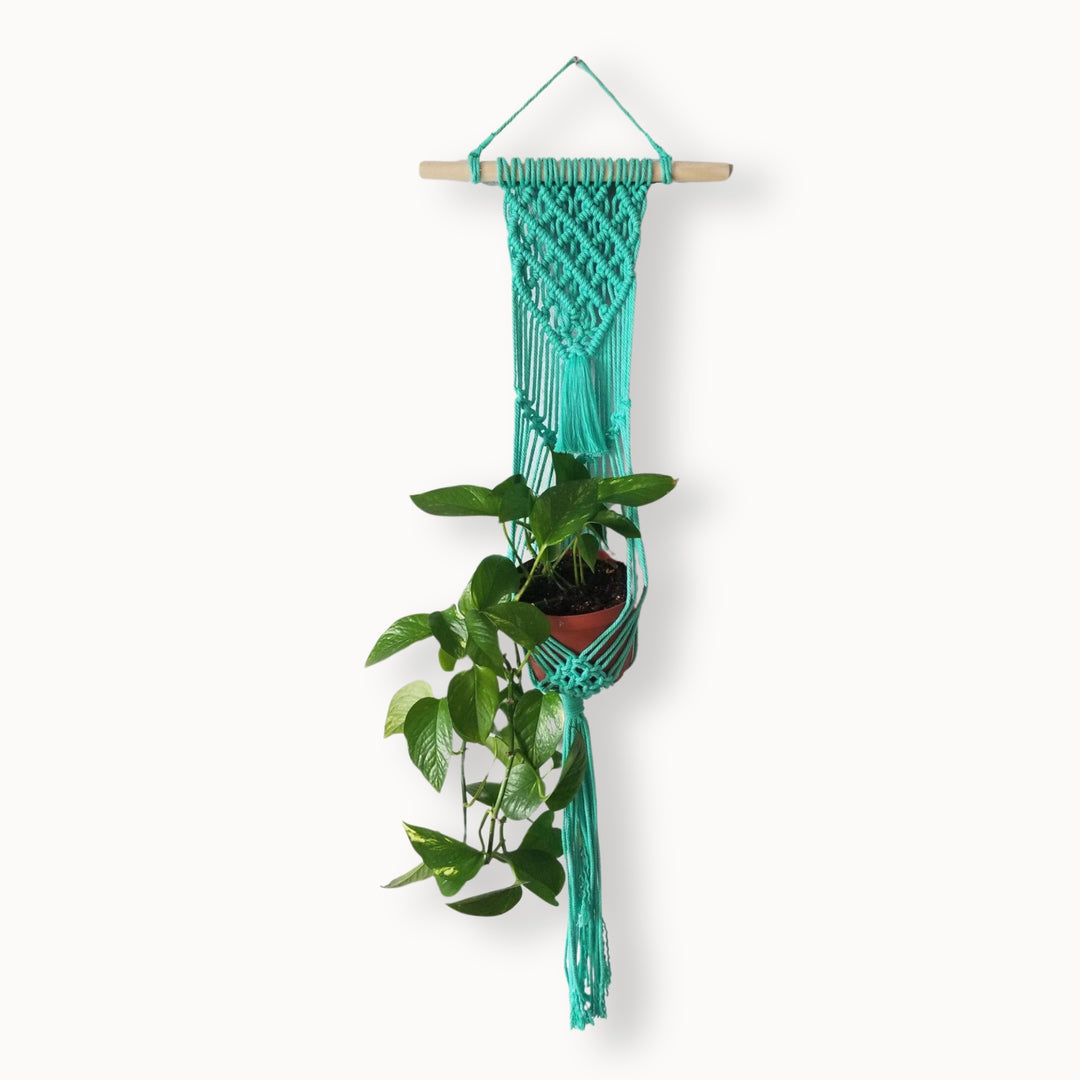 Lavanya macrame Plant Hanger with different colour variations Artisanal macrame plant hanger with lush greenery, showcasing the warmth of natural decor - Yashi Designs